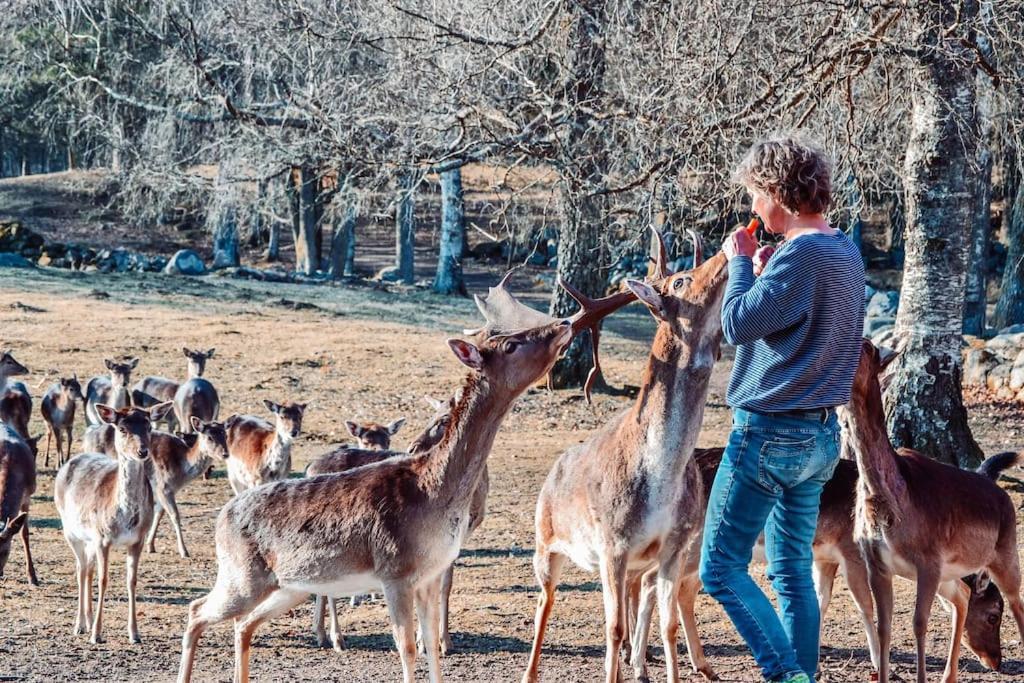 Damwildfarm In Rollerbue Suedschweden Villa Tyringe Dış mekan fotoğraf