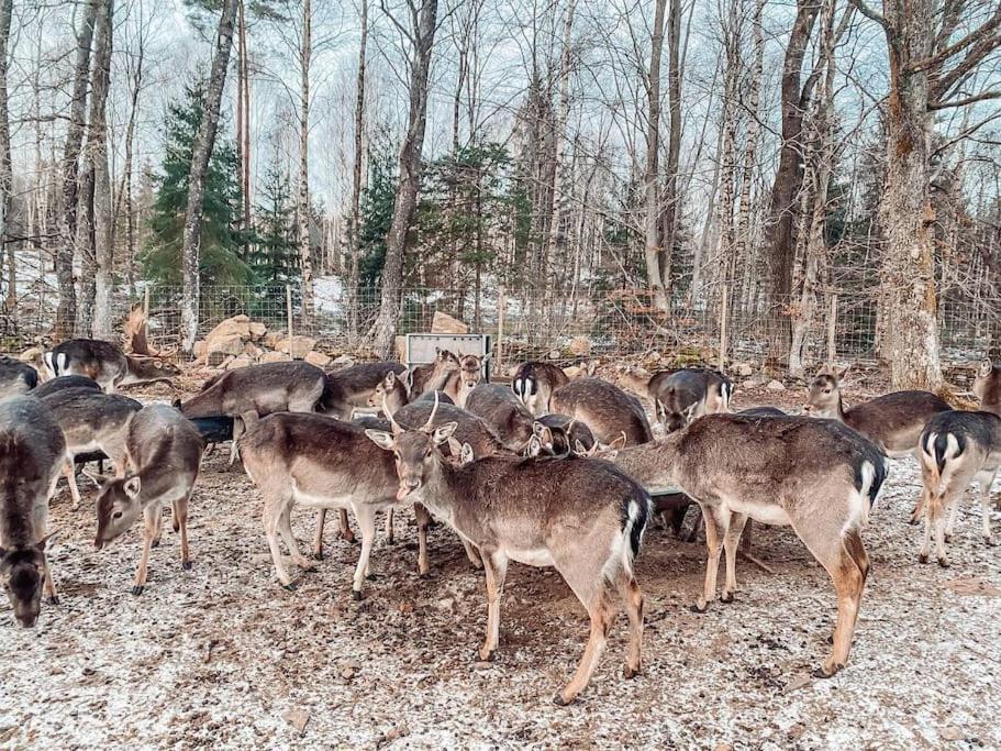 Damwildfarm In Rollerbue Suedschweden Villa Tyringe Dış mekan fotoğraf