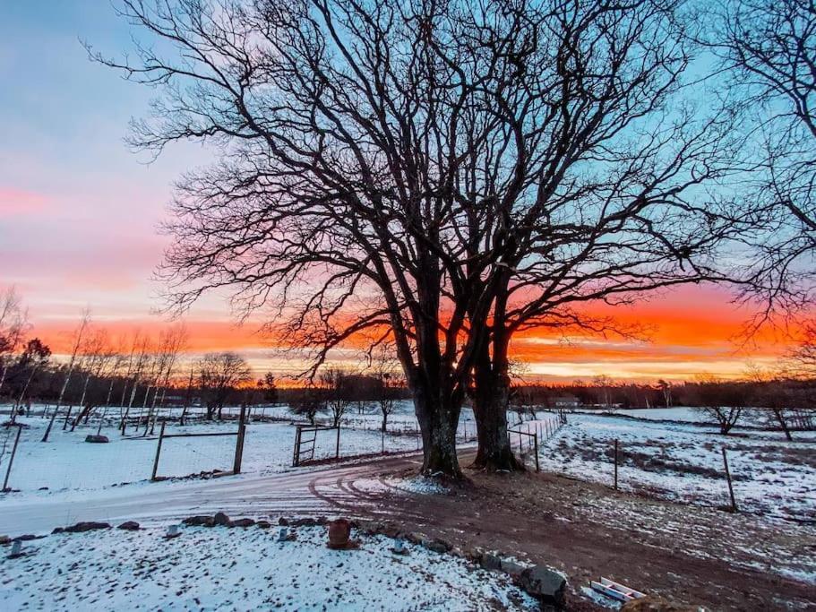 Damwildfarm In Rollerbue Suedschweden Villa Tyringe Dış mekan fotoğraf