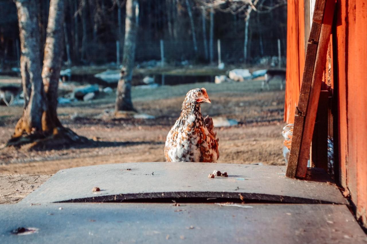 Damwildfarm In Rollerbue Suedschweden Villa Tyringe Dış mekan fotoğraf
