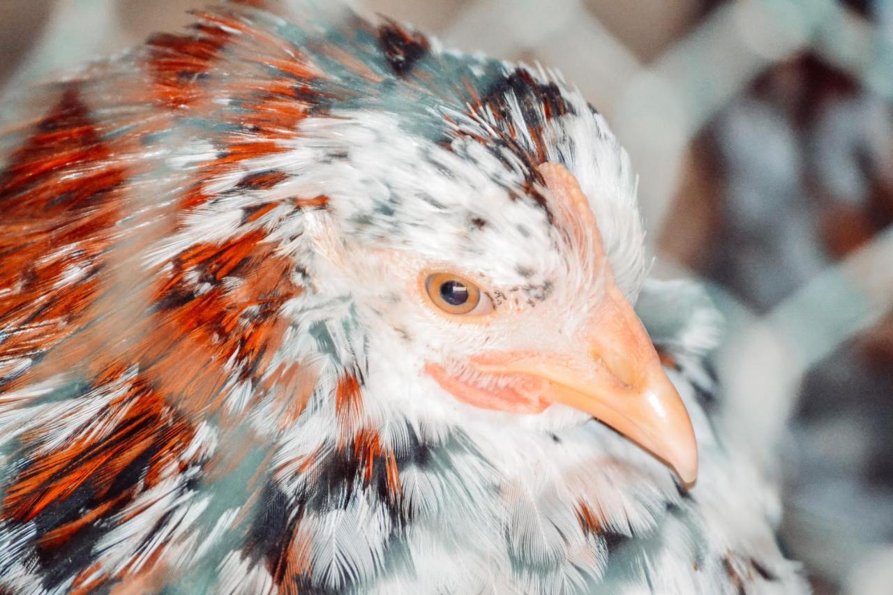Damwildfarm In Rollerbue Suedschweden Villa Tyringe Dış mekan fotoğraf