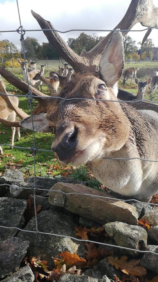 Damwildfarm In Rollerbue Suedschweden Villa Tyringe Dış mekan fotoğraf
